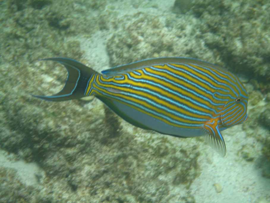 ein schönes Foto von Viktor