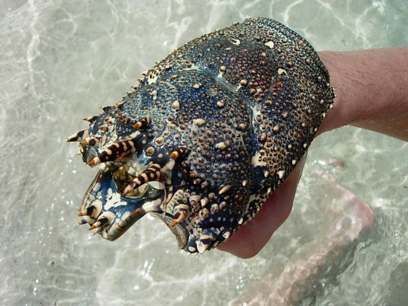 mächtiger Panzer eines Seemonsters :-)